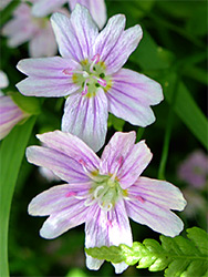 Pink purslane