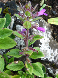 Flowering stem