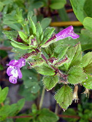 Leaves and flowers