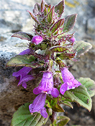 Flowers, bracts and leaves