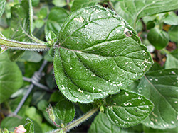 Broad, ovate leaf