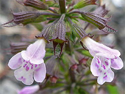 Common calamint