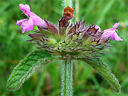 Wild basil