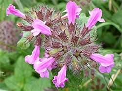 Clinopodium vulgare