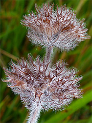 Wild basil