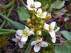 White flowers