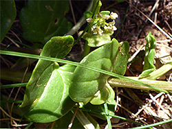 Clasping stem leaves