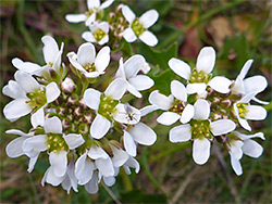 Common scurvygrass