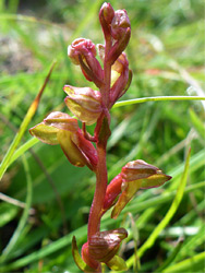 Frog orchid - flowers