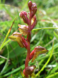 Coeloglossum viride