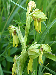 Coeloglossum viride