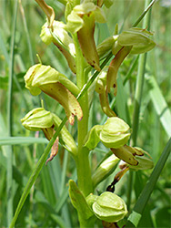 Inflorescence