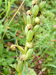 Withering flowers