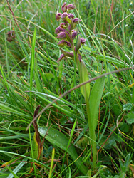 Frog orchid - stem