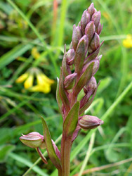 Developing flowers