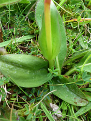 Basal leaves