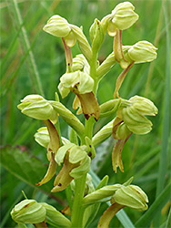 Pale green sepals