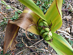 Leaves and fruit