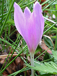 Flower and stalk