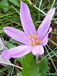 Orange anthers