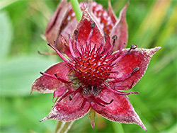 Marsh cinquefoil