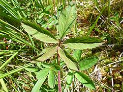 Pinnate leaf
