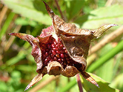 Withered flower