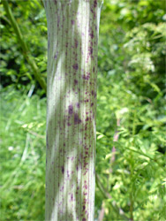 Purple-blotched stem