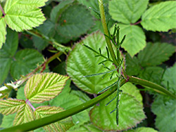 Cauline leaves