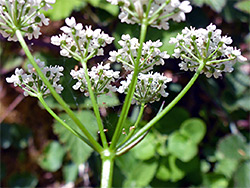 Bractless inflorescence