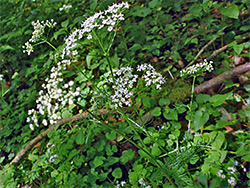 Flowers and leaves