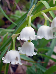 Pendant flowers