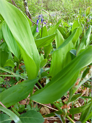 Broad leaves