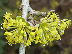 Twig and flowers