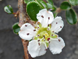 White flower