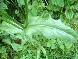 Stem leaf