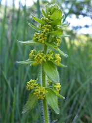 Leaves and flowers