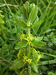 Leaves and flowers