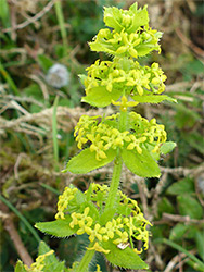 Crosswort