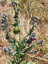 Branched stem