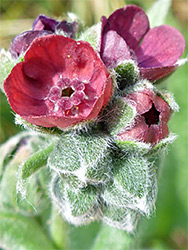 Buds and flowers