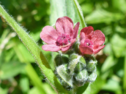 Two red flowers