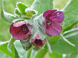 Flower cluster