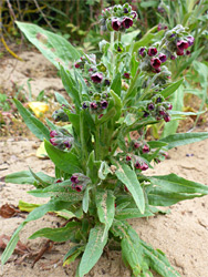 Clustered stems