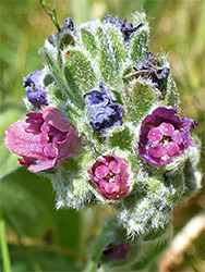 Purple and blue flowers