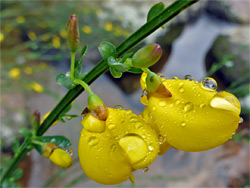 Common broom