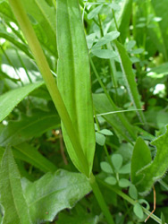 Stem leaf