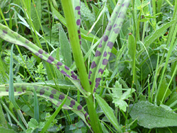 Spotted leaves