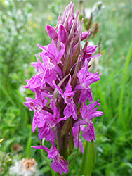 Early marsh orchid