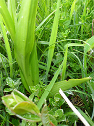 Light green leaves